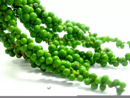 Erforschung des adaptiven Immunsystems