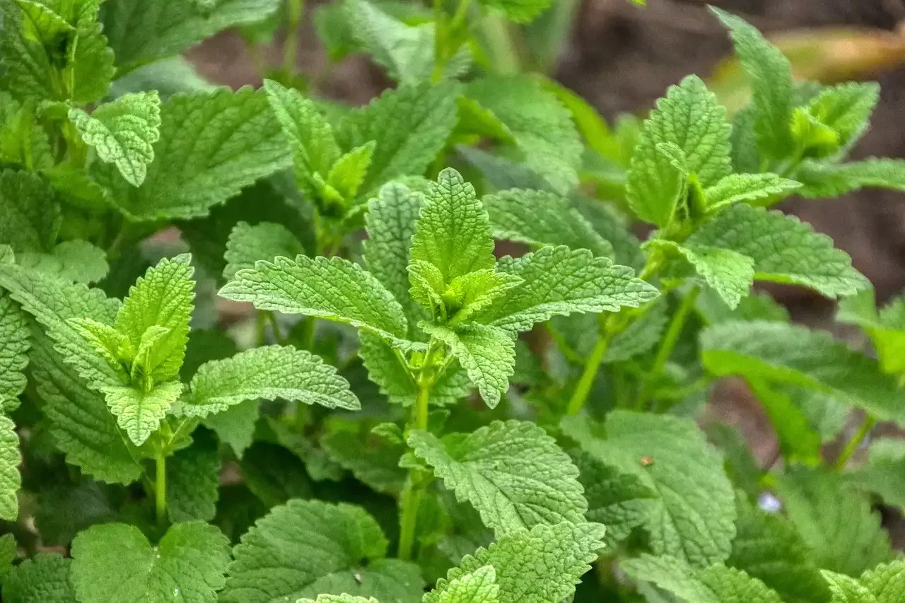 Was ist ein angeborenes Immunsystem?